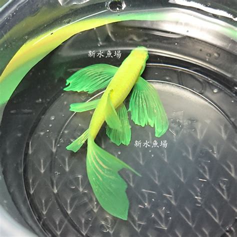 新水魚場|【分享】青蘋果蝴蝶仙子(約4